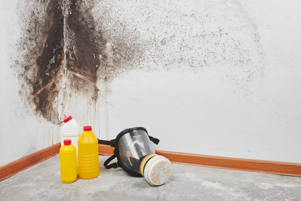 Best Residential Mold Removal  in Redland, TX