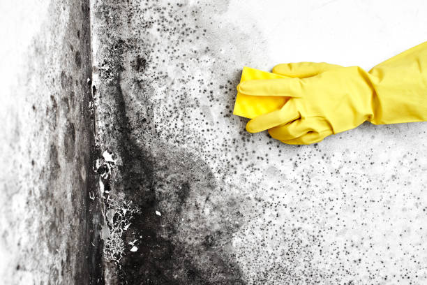 Professional Mold Removal in Redland, TX