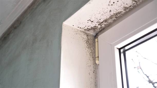 Best Home Mold Removal  in Redland, TX