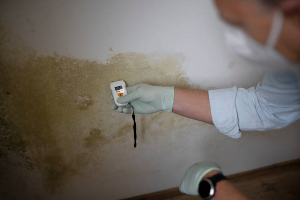 Best Best Mold Removal Companies  in Redland, TX