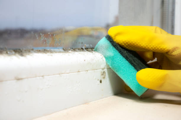 Best Fast Mold Removal  in Redland, TX