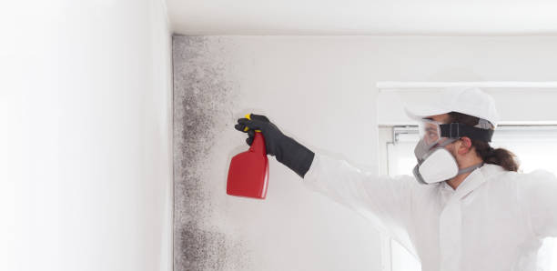 Best Same-Day Mold Removal  in Redland, TX