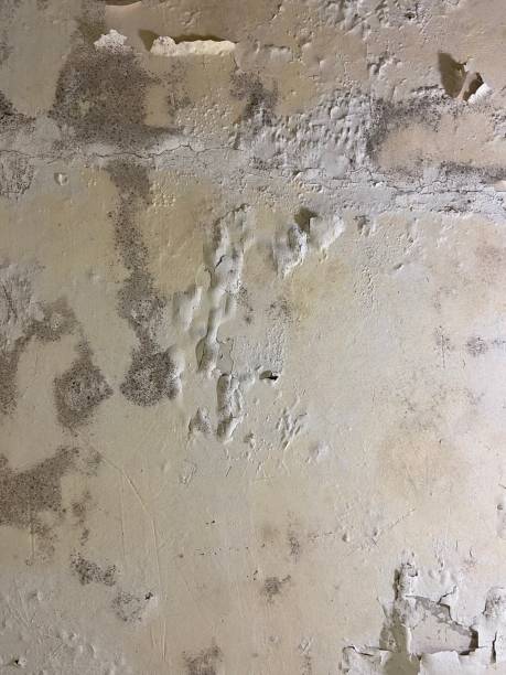 Best Black Mold Removal  in Redland, TX